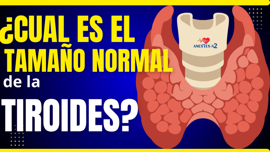 tamaño normal de la tiroides en adultos