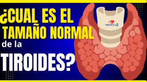tamaño normal de la tiroides en adultos