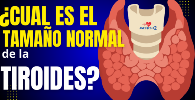 tamaño normal de la tiroides en adultos