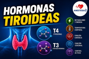 funcion de la tiroides
